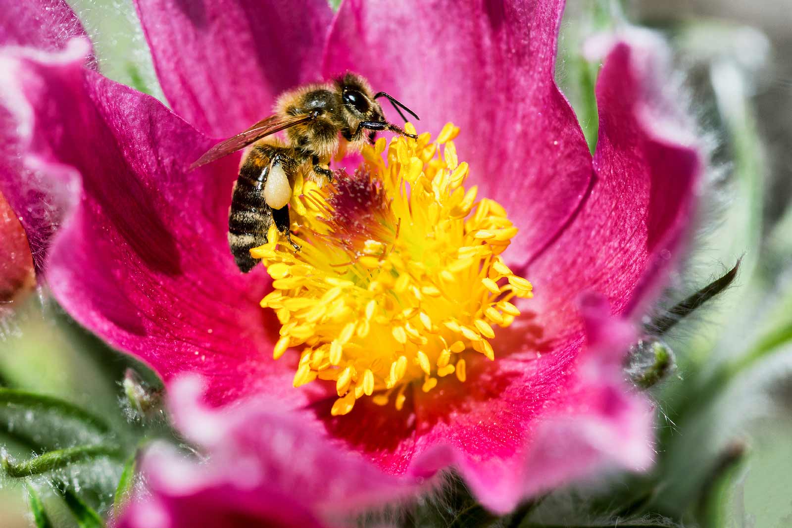 Küchenschellen im Garten der Swarovski Kristallwelten