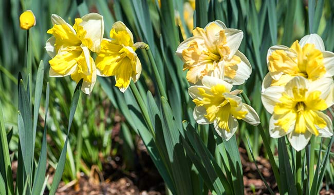 Der Frühling erwacht